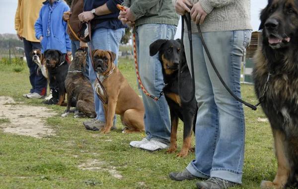 Positive Reinforcement Techniques for Dog Obedience Training